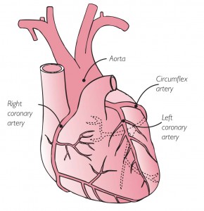 heart diagram showing arteries