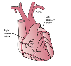 Blood Supply To Your Heart Chest Heart Stroke Scotland