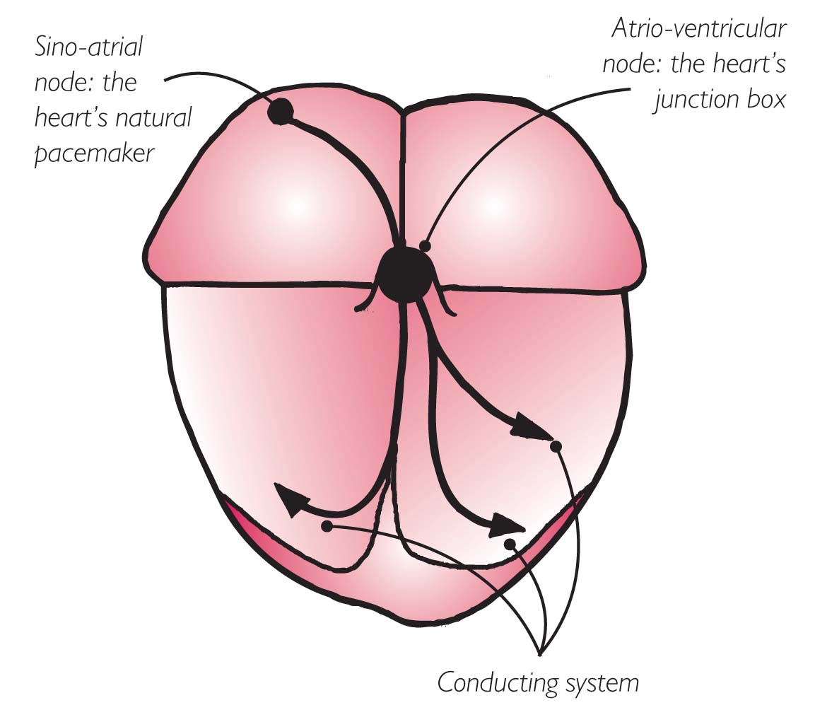 Your Heart S Electrical System Chest Heart Stroke Scotland Your Heart S Electrical System Chest Heart Stroke Scotland